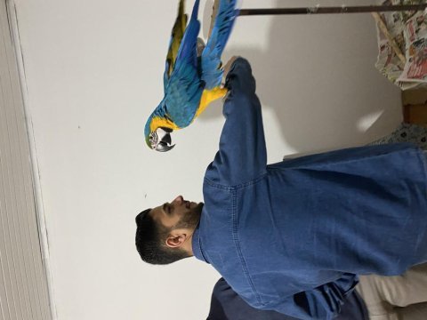 Macaw papağanı bilezikli