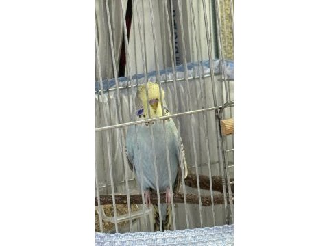 Yavru ele alışlın şhow jumbo erkek muhabbet kuşu