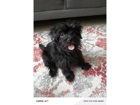 Black shih tzu