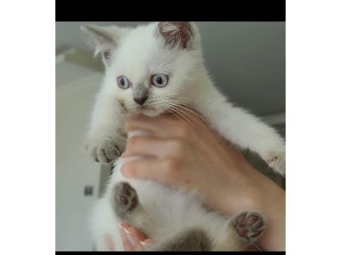 Son yavrum blue point british shorthair