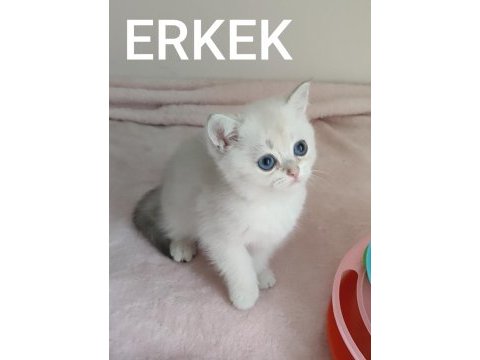 Safkan british shorthair
