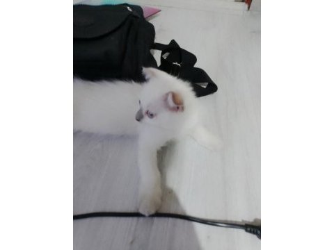 3 aylık siyam kedisi sahiplendirme 2 dişi ve 2 erkek