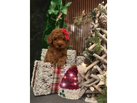 Erkek toy poodle köpeği