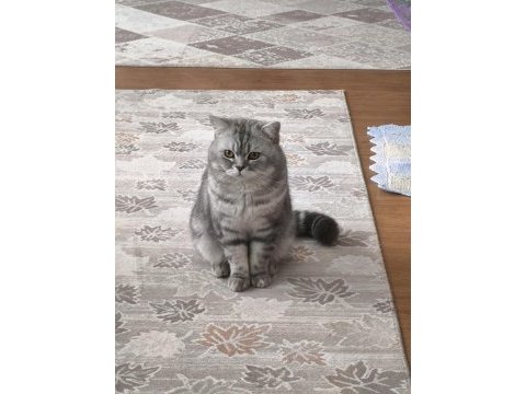 Erkek scottish straight ve dişi scottish fold
