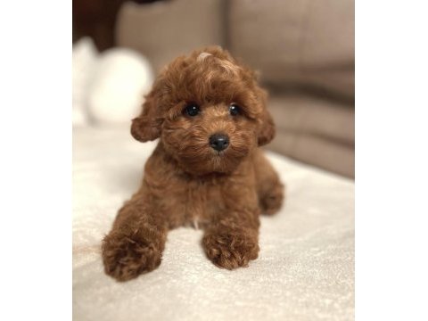 Tuvalet eğitimli maltipoo yavrular