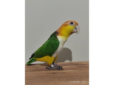 Full evcil konuşan portakal kafa caique