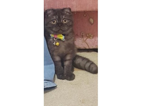 Anne scottish fold
