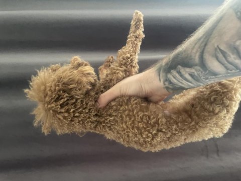 1 yaşında 2 kg erkek red toy poodle