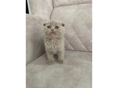 Ayı surat top kafa fawn rengi dişi bebiş scottish fold