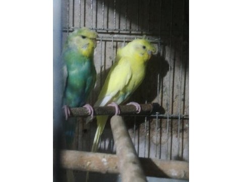 Tepeli genç kıpır kıpır muhabbet kuşlar yeni kızışıcaklar