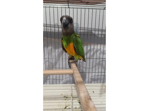 Senegal papağanı 13 aylık