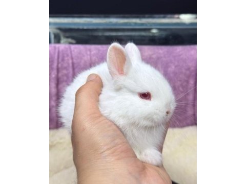 Cüce netherland dwarf tavşanlarımız