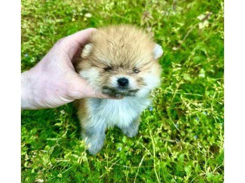 Pomeranian boo ayı surat