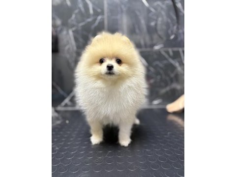 İthal pomeranian bebekler