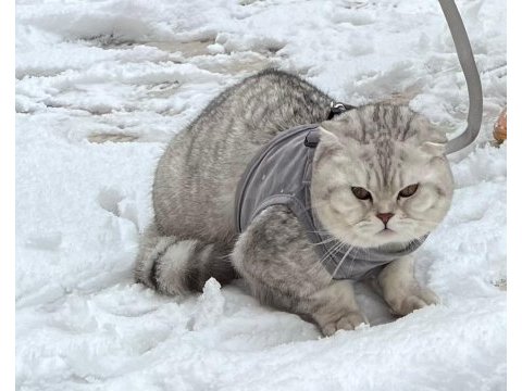 1 yaşında scottish fold