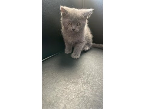 Safkan yavru kedicikler