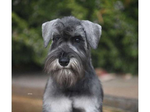Anne altından rezerve schnauzer bebekler