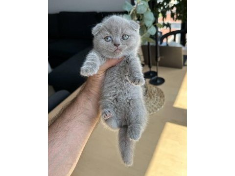 Scottish fold shorthair yavru acil sahiplenici lazım