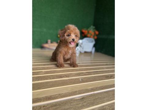 Maltipoo bebekler