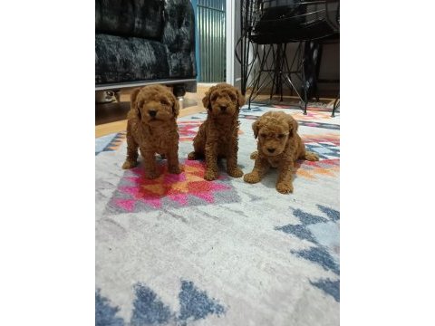 Toy bebekler poodle