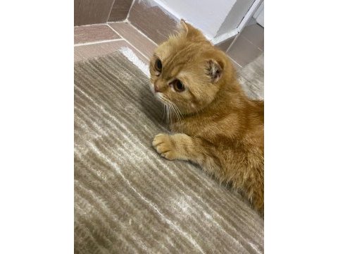 Scottish fold yavru
