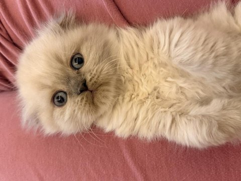 Yeni yuvalarına gitmeye hazır scottish fold