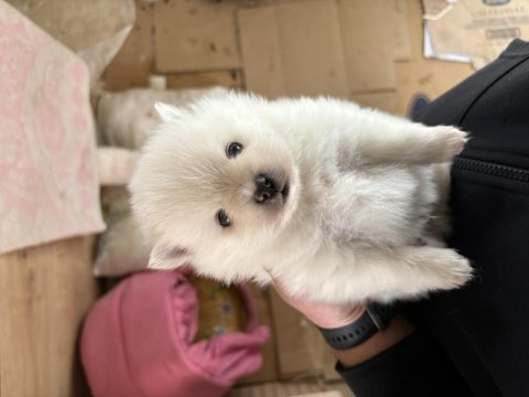 Antalyadan pomeranian boo yavrularımız