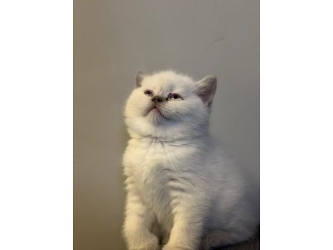 Top kafa british shorthair