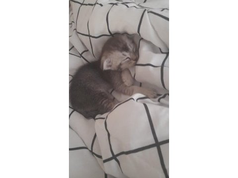 3 aylık scottish fold
