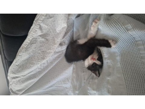 Minik bebek kedimiz yuva arıyor