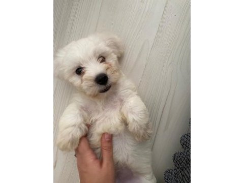 Maltese terrier köpeği