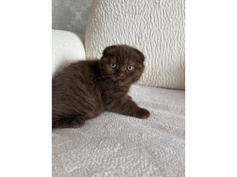 Son kalan scottish fold yavrular