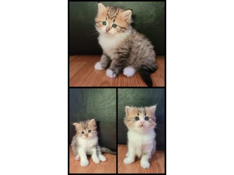 1 aylık british longhair