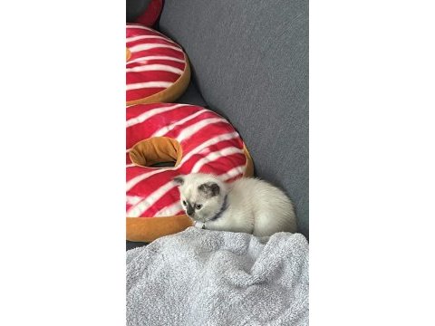 İlk gelen alır oyun hastası british shorthair