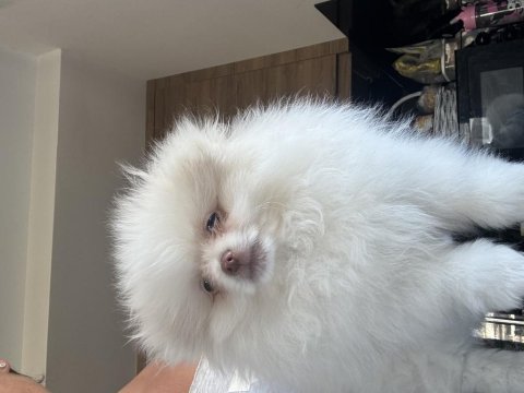 Erkek çocuk snow pomeranian