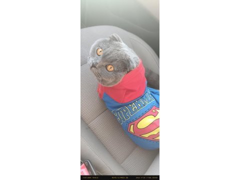 Tam bir deli scottish fold