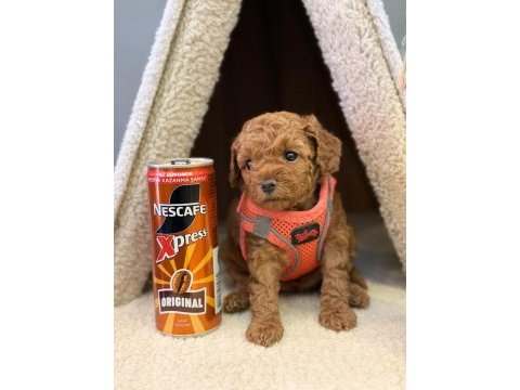 Toy poodle red yavru