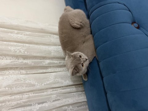 Ücretsiz british shorthair sahiplendirme