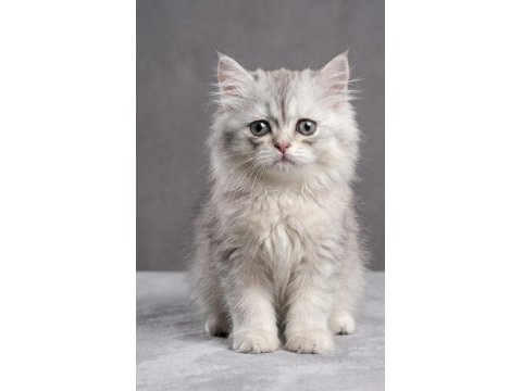 British longhair yavru kedimiz acil sahiplendirme