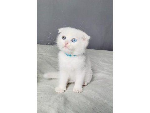 Scottish fold oddeyes