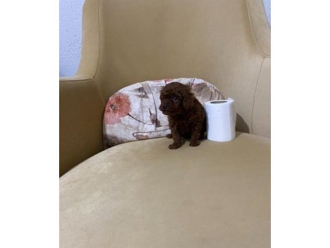 Toy poodle ev ortamından