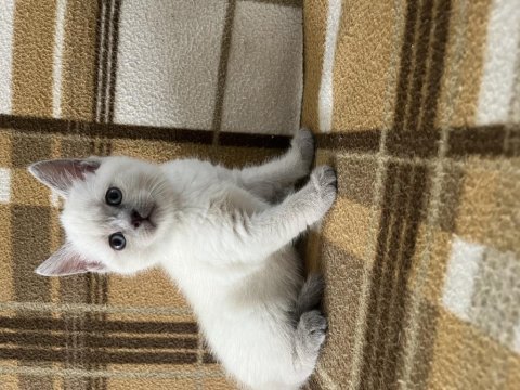 Show kalitede british shorthair bebekler