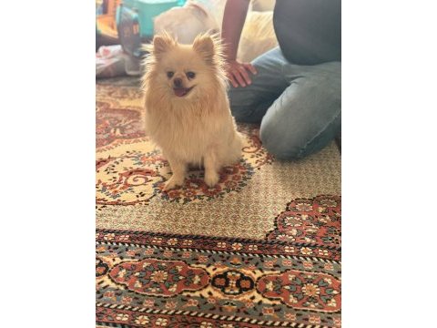 2 yaşında dişi pomeranian doğum tecrübeli