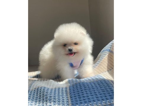 A kalite pomeranian boo yavrular