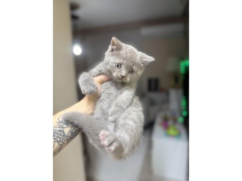 British shorthair lilac rengi