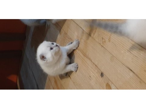 Scottish fold yavrular