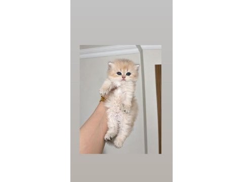 Ay11 british longhair dişi