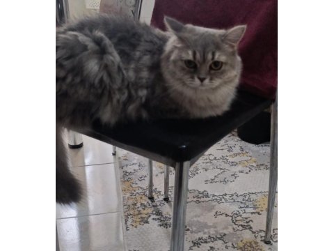 Yetişkin dîşi