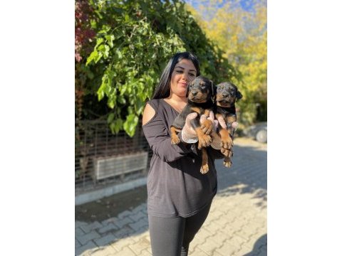 Safkan king doberman yavrularım