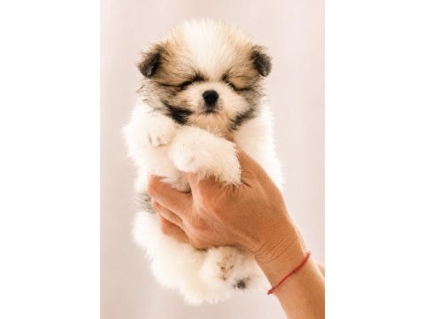 Yüksek kalite pomeranian boo